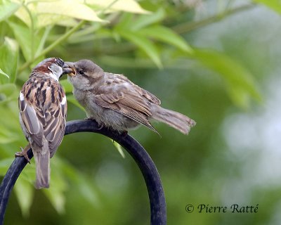 Moineau domestique en plumage nuptial