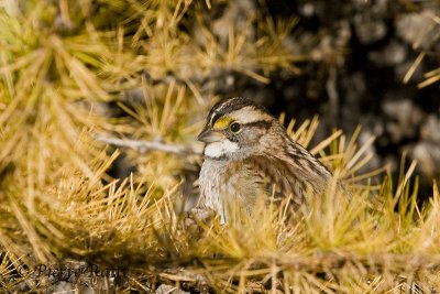 Bruant à gorge blanche