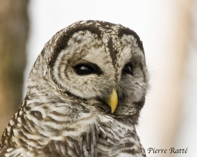 Chouette rayée Barred Owl 1/3
