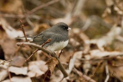 Junco Ardoisé, dark-eyed Junco