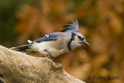 Geai bleu, Blue Jay