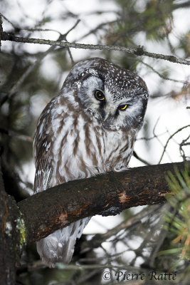 Nyctale de Tengmalm, Boreal Owl
