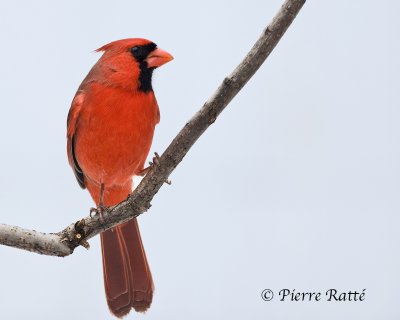 Cardinal Rouge Northern Cardinal 1/2