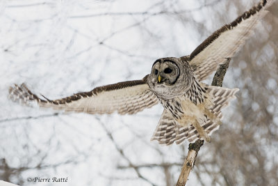 Chouette Raye, Barred Owl