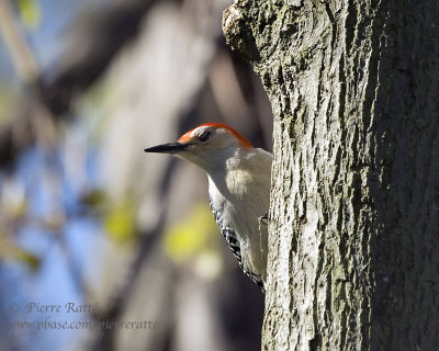 pic  ventre roux, Red-bellied Woodpecker