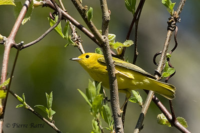 Paruline Jaune, Yellow Warbler