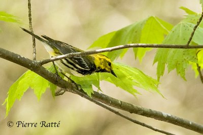 Paruline  gorge Noire, Black-throated Green Warbler