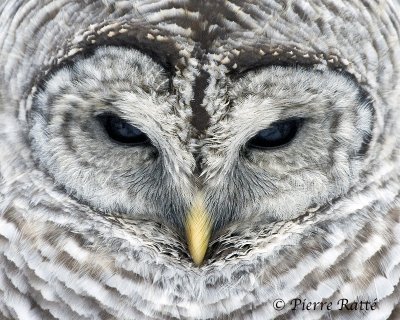 chouette_raye_barred_owl