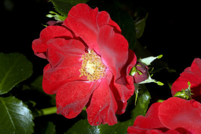 Rose-1small.jpg