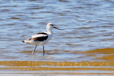 Avocet_American HS4_4118.jpg