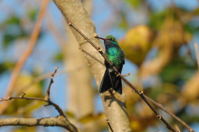 Hummingbird_Broad-billed 