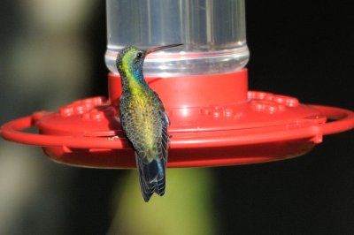 Hummingbird_Broad-billed _HS44712.jpg