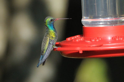 Hummingbird_Broad-billed _HS44717.jpg