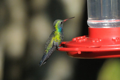 Hummingbird_Broad-billed_HS44726.jpg