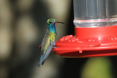 Hummingbird_Broad-billed_HS44732.jpg
