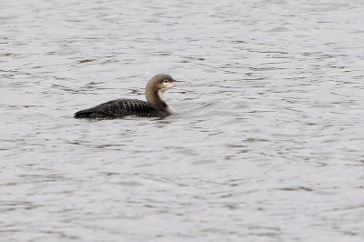 Loon_Pacific_HS45478.jpg