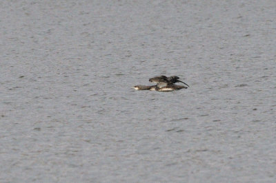 Loon_Pacific_HS45518.jpg