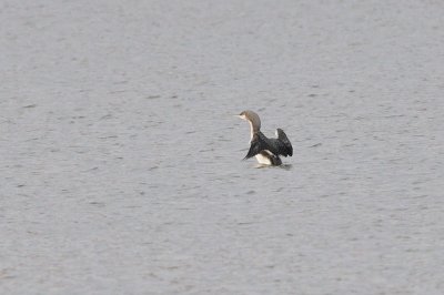 Loon_Pacific_HS45528.jpg