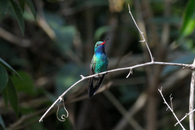 Hummingbird_Broad-billed HS4_6037.jpg