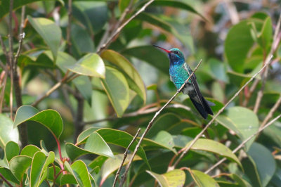 Hummingbird_Broad-billed HS4_6074.jpg