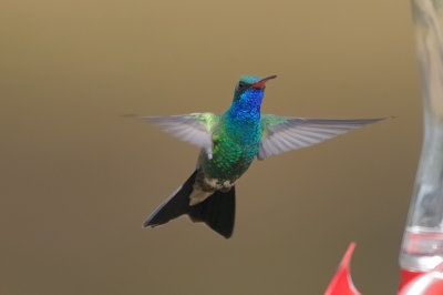 Hummingbird_Broad-billed  Revisited