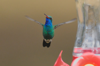 Hummingbird_Broad-billed HS4_6091.jpg