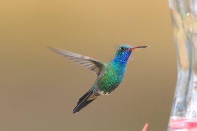 Hummingbird_Broad-billed HS4_6092.jpg