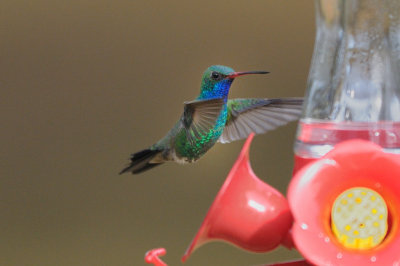 Hummingbird_Broad-billed HS4_6094.jpg