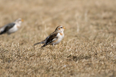 Bunting_Snow HS4_6989.jpg