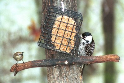 Warbler_Yellow-rumped Woodpecker_Red-cockaded SC0283.jpg