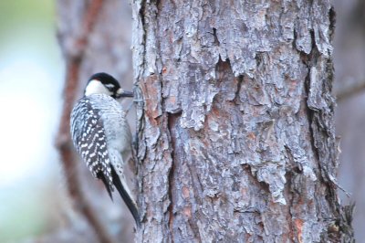 Woodpecker_Red-cockaded 0071A.jpg