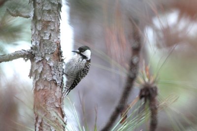 Woodpecker_Red-cockaded 0077A.jpg