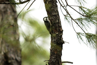 Woodpecker_Red-cockaded 8560.jpg