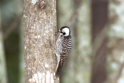 Woodpecker_Red-cockaded SC0300.jpg