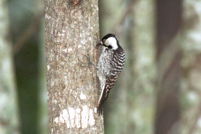 Woodpecker_Red-cockaded SC0301.jpg