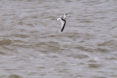 Kittiwake_Black-legged HS4_7775.jpg