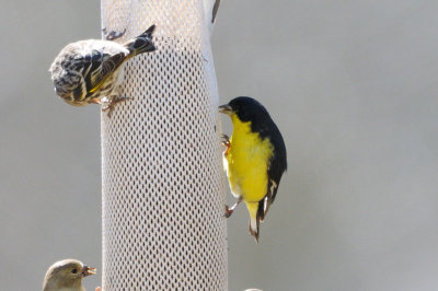 Goldfinch_Lesser HS4_8654.jpg