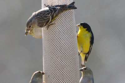 Goldfinch_Lesser HS4_8659.jpg