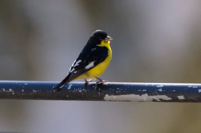 Goldfinch_Lesser HS4_8697.jpg