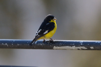 Goldfinch_Lesser HS4_8707.jpg