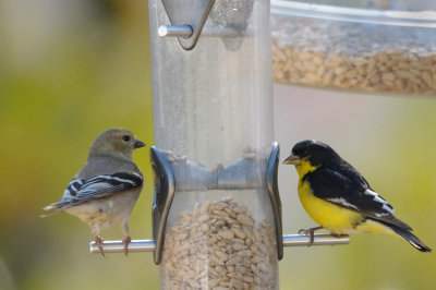 Goldfinch_Lesser HS4_8728.jpg