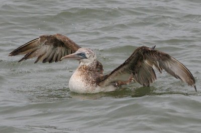 Gannet_Northern Taking Off