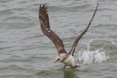 Gannet_Northern HS5_1911.jpg