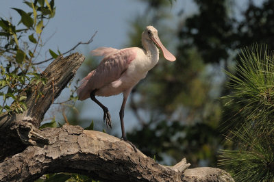 Spoonbill_Roseate HS5_3515.jpg