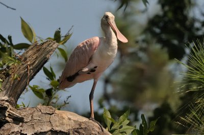 Spoonbill_Roseate HS5_3599.jpg