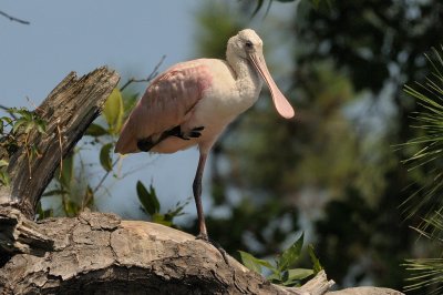 Spoonbill_Roseate HS5_3629.jpg