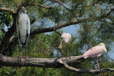 Spoonbill_Roseate HS5_3728.jpg