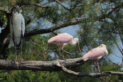 Spoonbill_Roseate HS5_3749.jpg