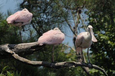 Spoonbill_Roseate HS5_3839.jpg