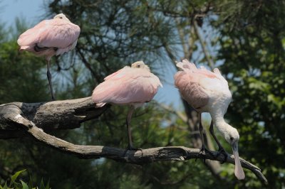 Spoonbill_Roseate HS5_3842.jpg